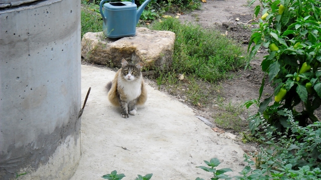 Кошка "Ксюша" рядом с колодцем